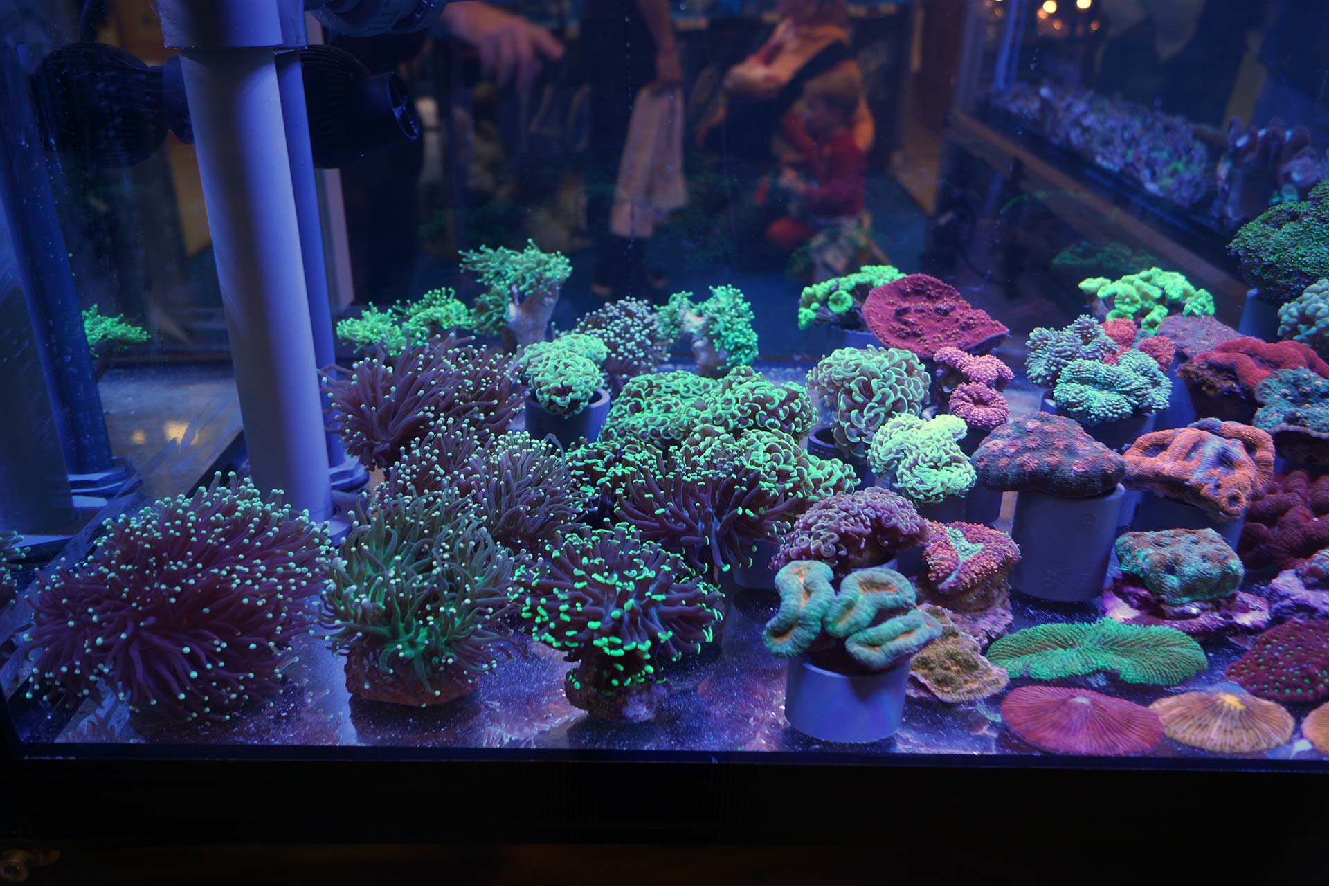 Korallen Outlet