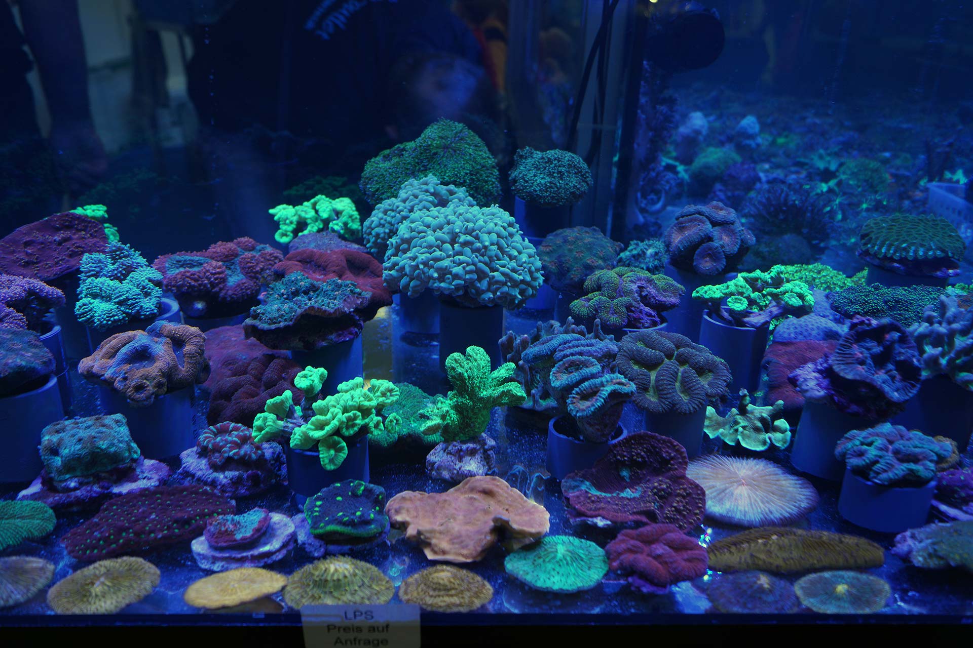 stuttgarters Wohnzimmerriff