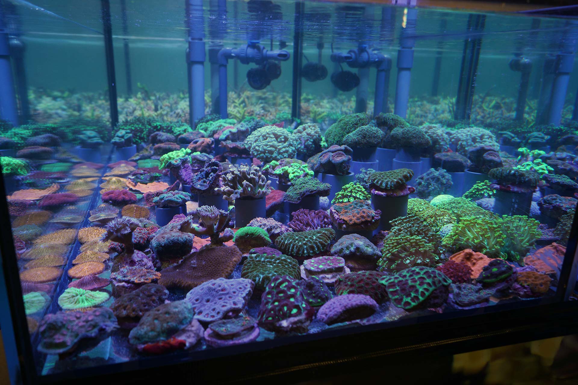 stuttgarters Wohnzimmerriff