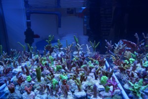 Kleinere Korallenablegern aus deutscher Nachzucht