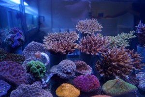 Wildbrüche von Korallen