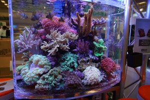 Schaubecken mit Korallen