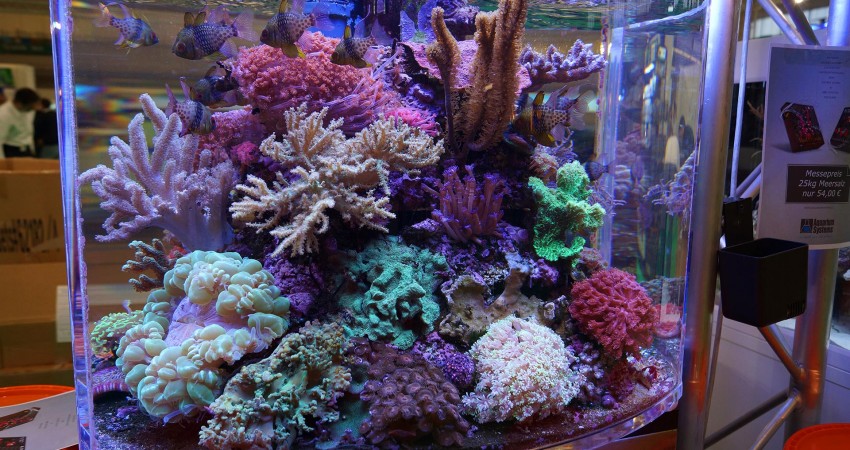 Schaubecken mit Korallen
