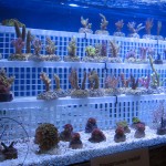 Kleinere Korallenablegern aus deutscher Nachzucht