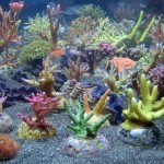 Viele verschieden Korallen-Ableger von Korallenfarm